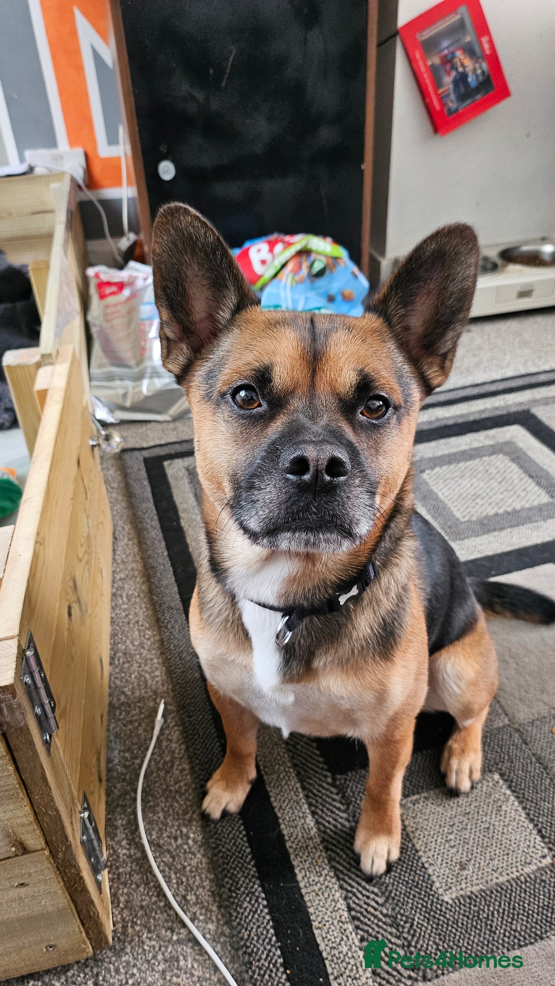 Mixed Breed dogs for sale: 3/4 French bulldog 1/4 Pomeranian Puppies - Image 10