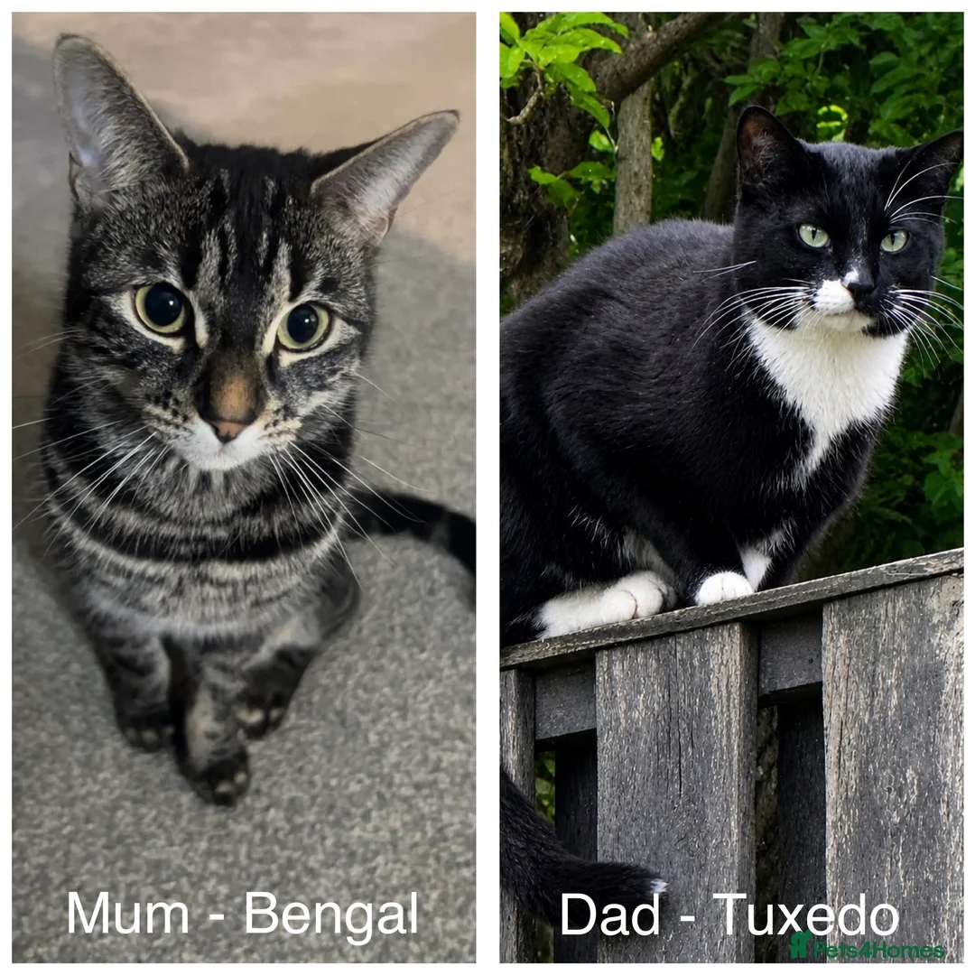 Bengal cats for sale: Bengal x Tuxedo kittens for sale - Advert 2