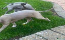 Italian Greyhound dogs for sale: Beautiful Italian greyhounds  - Image 9