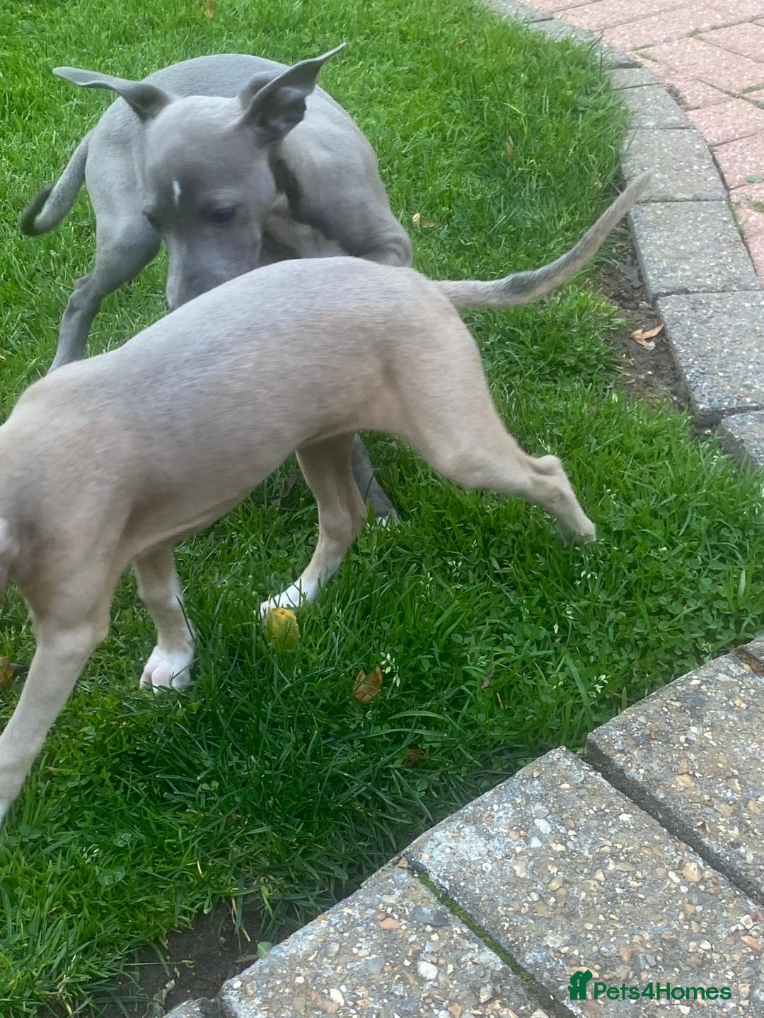 Italian Greyhound dogs for sale: Beautiful Italian greyhounds  - Image 9