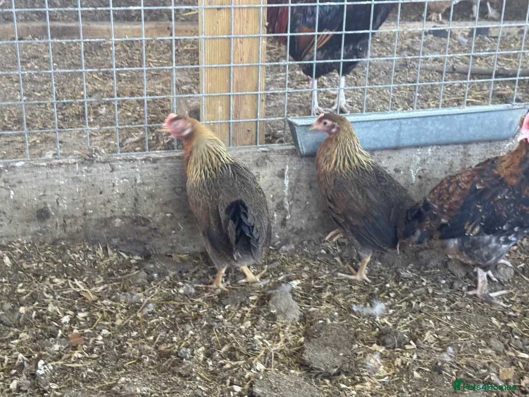 Chickens poultry for sale: Brown leghorns  in Ashford - Advert 1