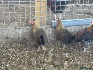 Chickens poultry Brown leghorns - Advert 3