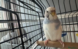 Budgerigars birds for sale: cute, young budgie for sale - Image 2