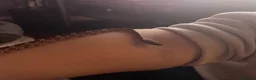 Corn Snake reptiles for sale: Corn snake with vivarium - Advert 6
