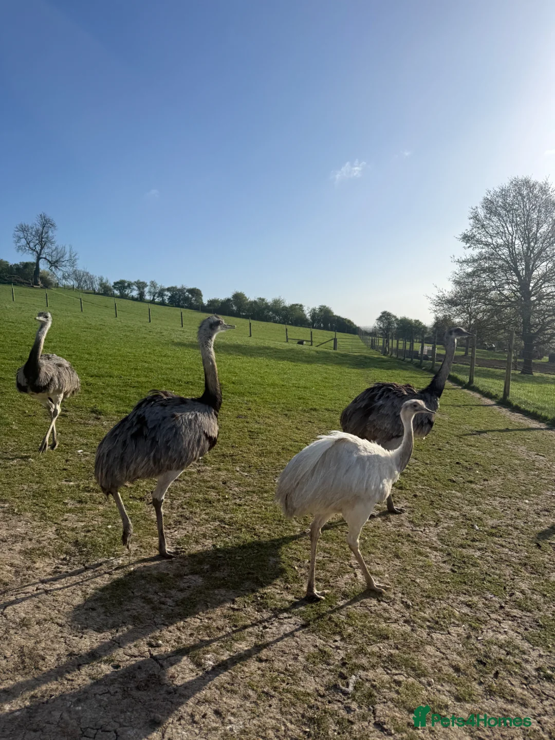 Emus poultry for sale: White & Grey Rhea Fertile Hatching Eggs in Leighton Buzzard - Advert 2