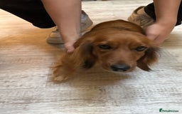 Dachshund dogs for sale: Long haired miniature dachshunds - Image 11