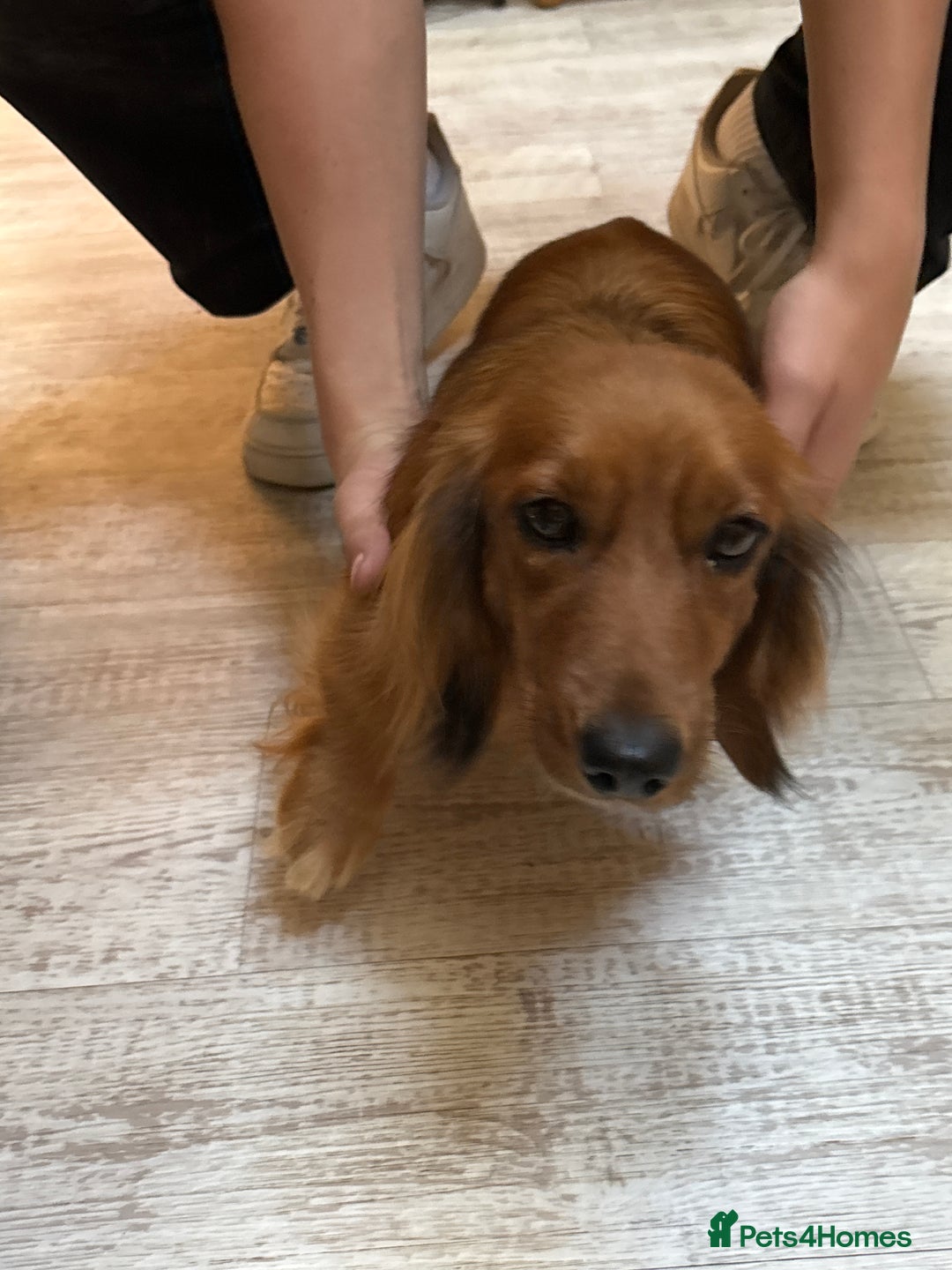 Dachshund dogs for sale: Long haired miniature dachshunds - Image 11