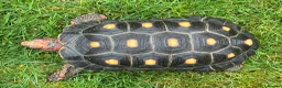 Tortoise reptiles for sale: Red footed tortoise for sale.  - Advert 2