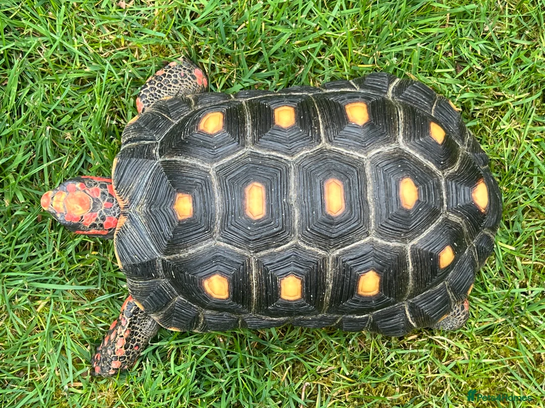 Tortoise reptiles for sale: Red footed tortoise for sale.  - Advert 2