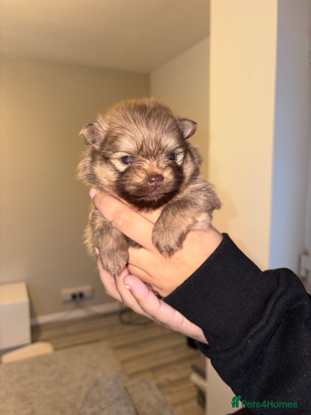 Pomeranian dogs for sale: Pomeranian puppies - Advert 3