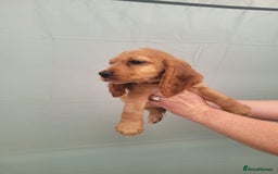 Cocker Spaniel dogs for sale: Cocker spaniel puppies - Image 2