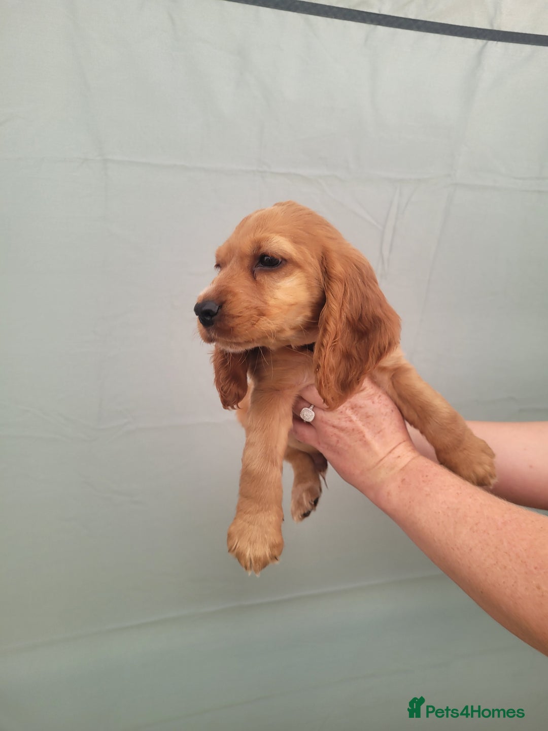 Cocker Spaniel dogs for sale: Cocker spaniel puppies - Image 2