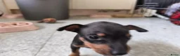English Toy Terrier dogs for sale: Baby ett puppies for sale  - Advert 5