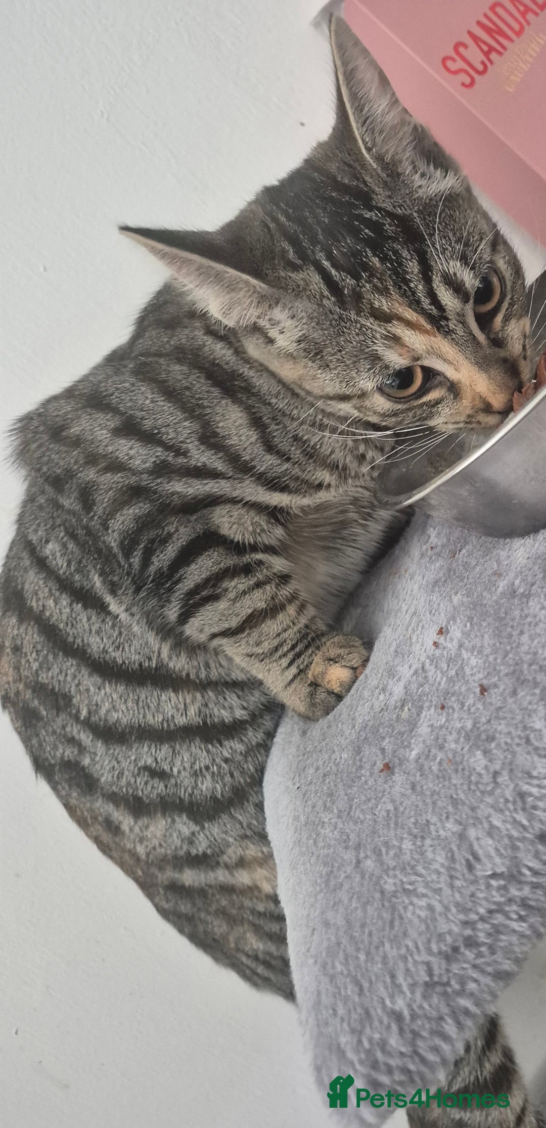 Mixed Breed cats for sale: Meet Maggie bengal mix - Image 6