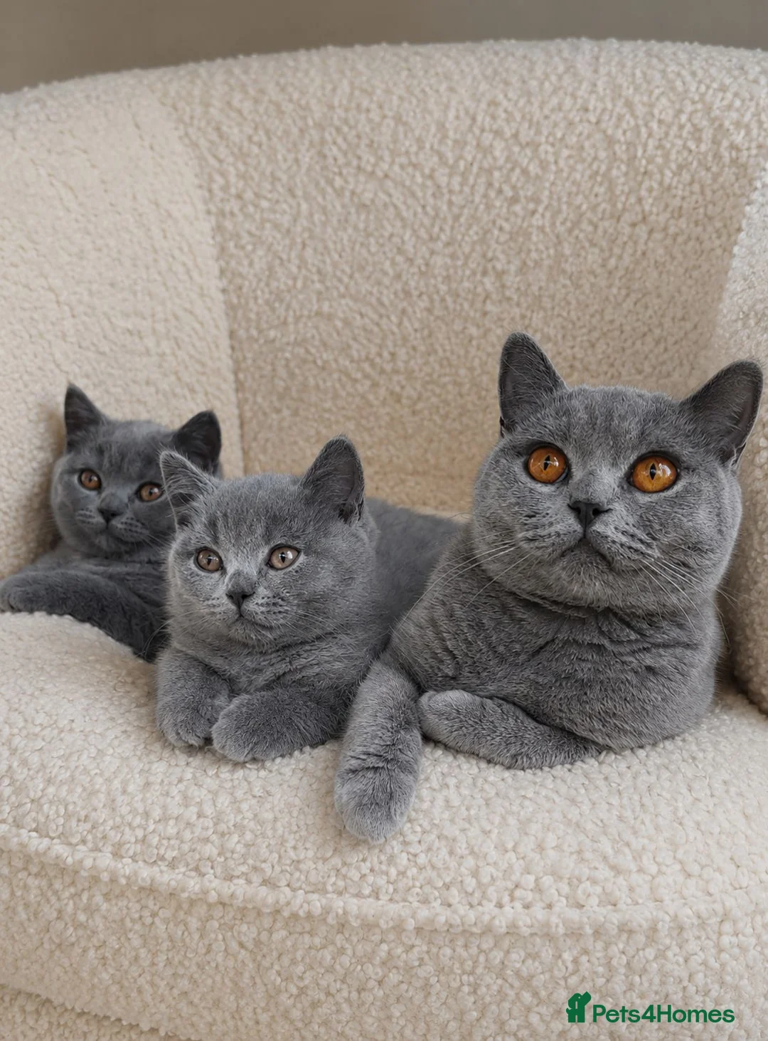 British Shorthair cats for sale: 🩷*READY 16th AUGUST *🩷 - Advert 2