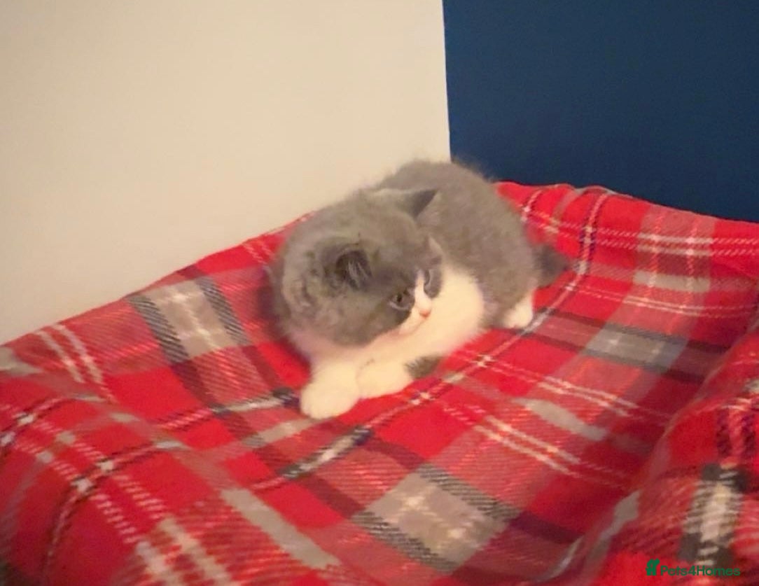 British Shorthair cats GGCF REGISTERED stunning blue bi colour male 🩵 - Advert 13