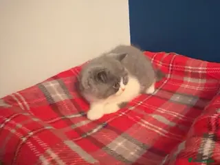 British Shorthair cats GGCF REGISTERED stunning blue bi colour male 🩵 - Advert 13