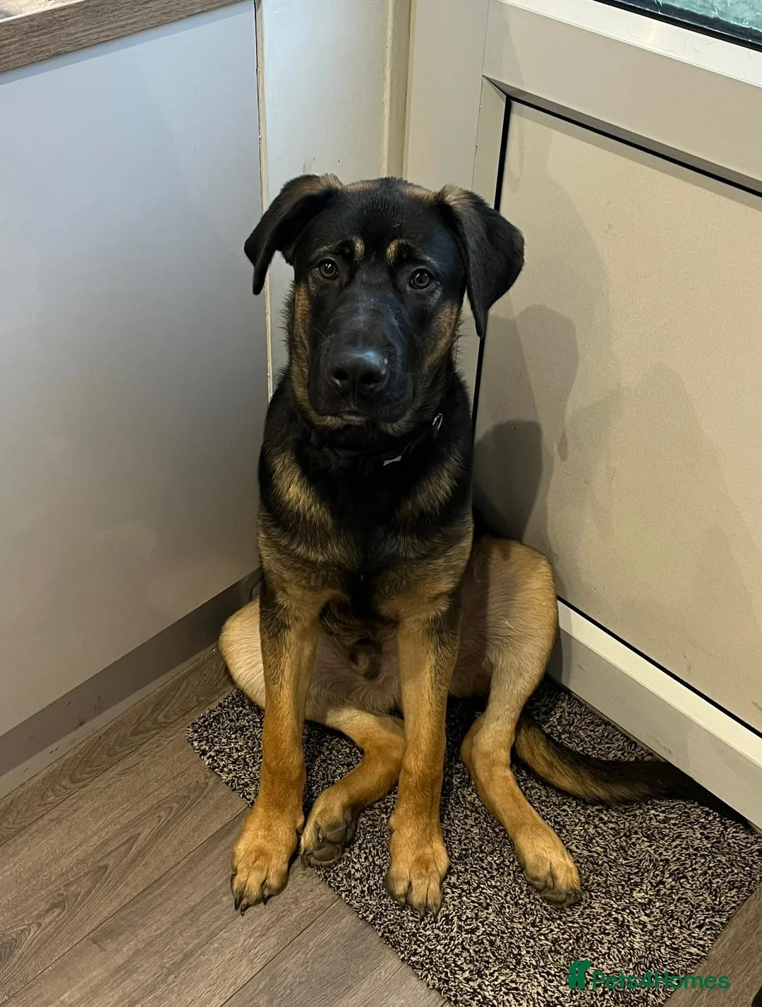 Mixed Breed dogs for sale: Louis  - Advert 4