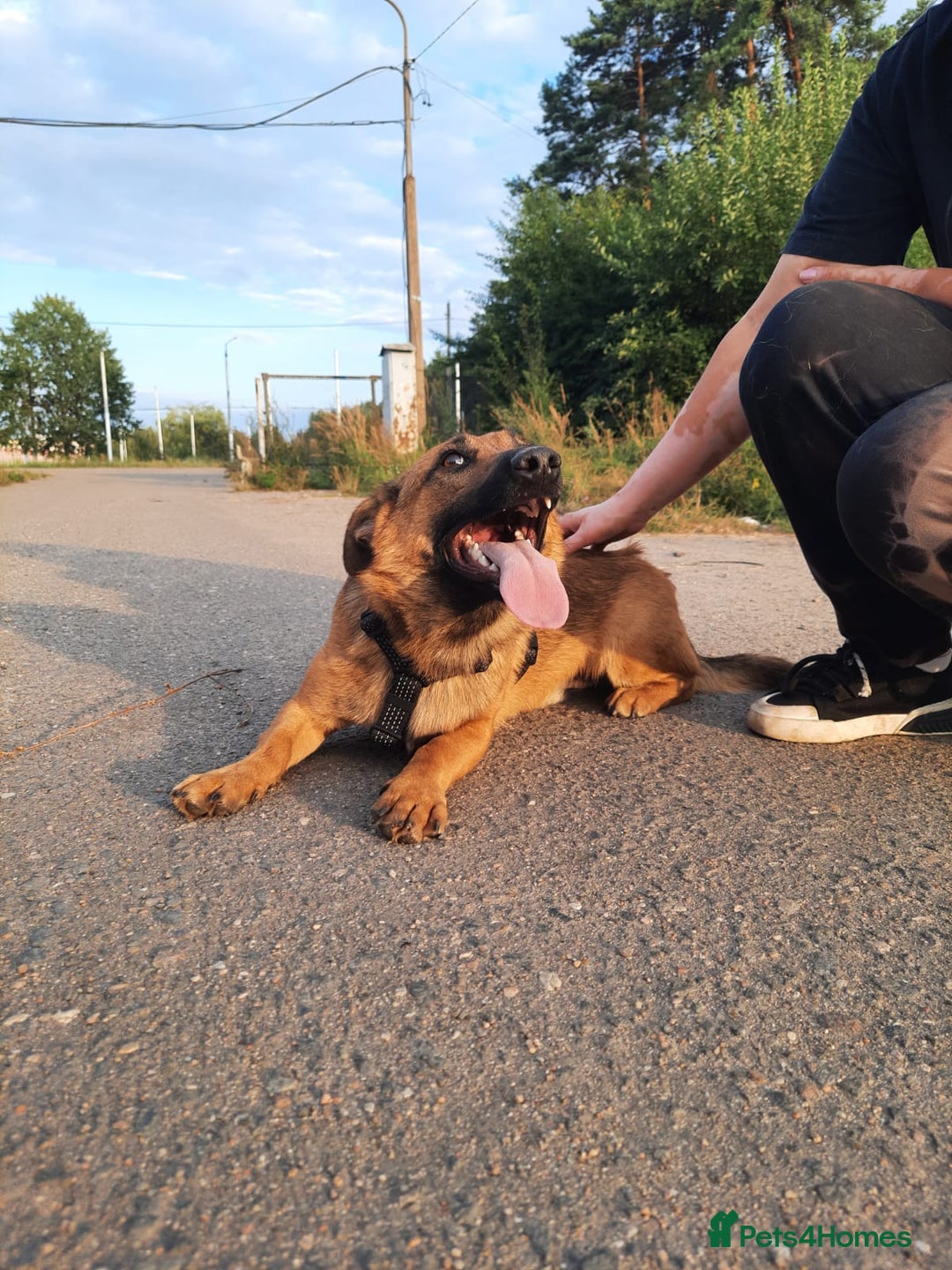Mixed Breed dogs for adoption: 💙🐶 ROCKY 🐶💙 - Image 9