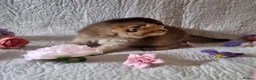 British Shorthair cats for sale: 💖GOLDEN, TABBY, COLOURPOINT BSH KITTENS💖 - Advert 23