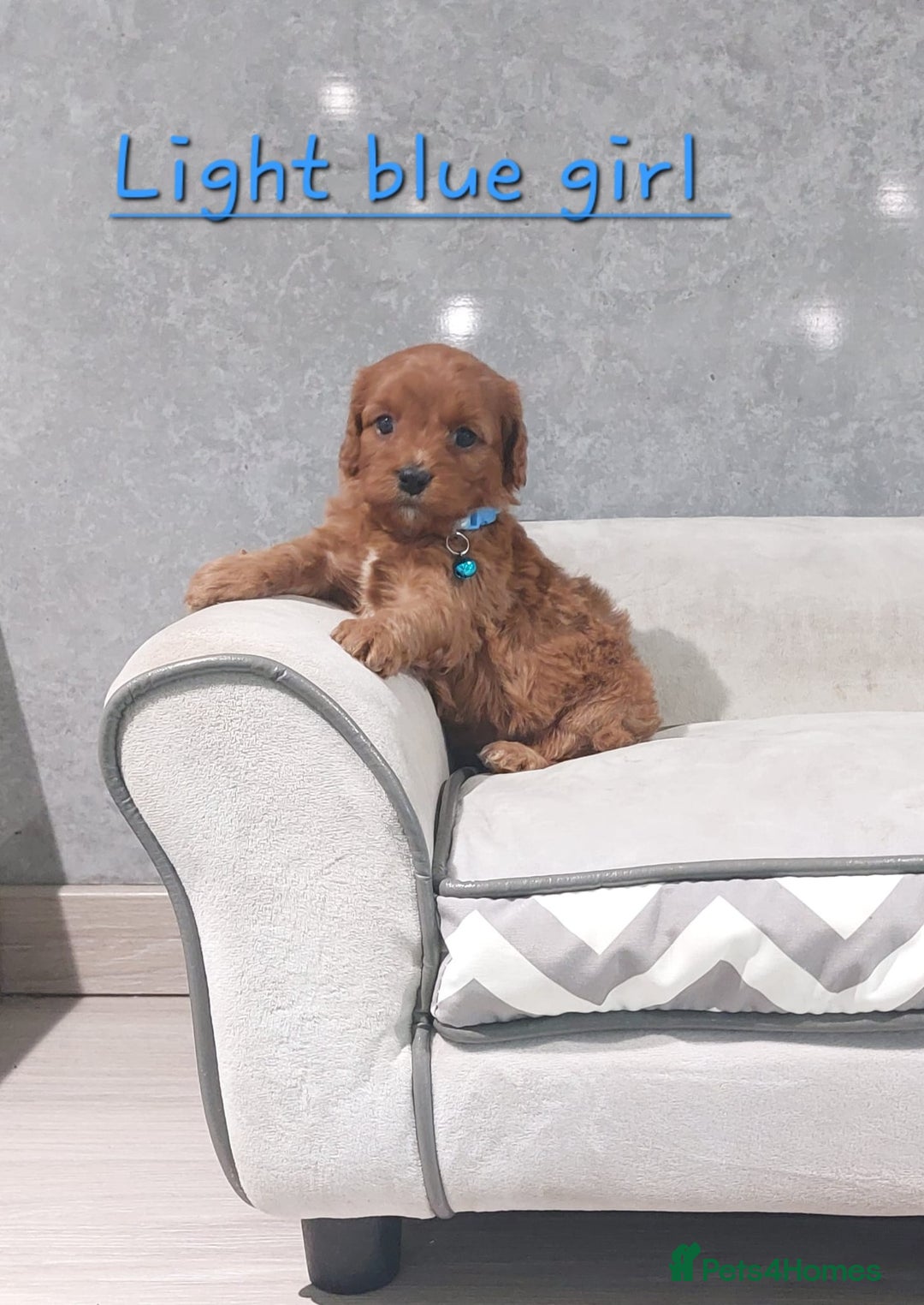Cavapoo dogs for sale: Beautiful F1 Cavapoo puppies 🥰 - Advert 8