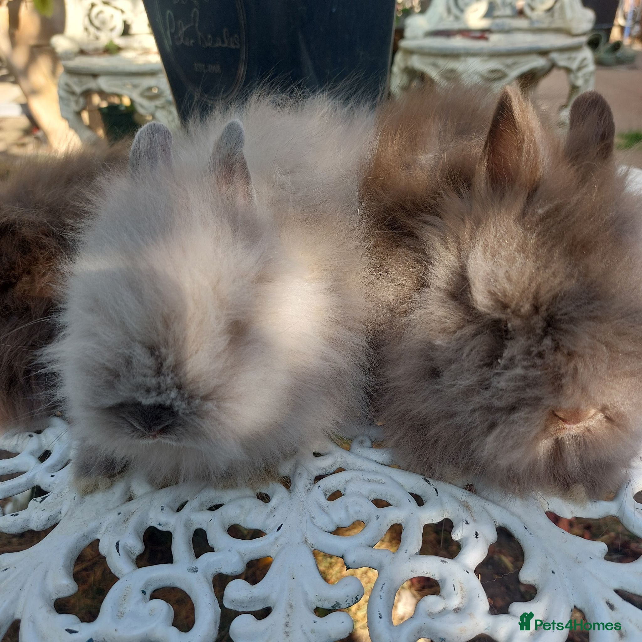 Angora rabbits PUREBRED TEDDYDWERG BABIES  - Advert 2