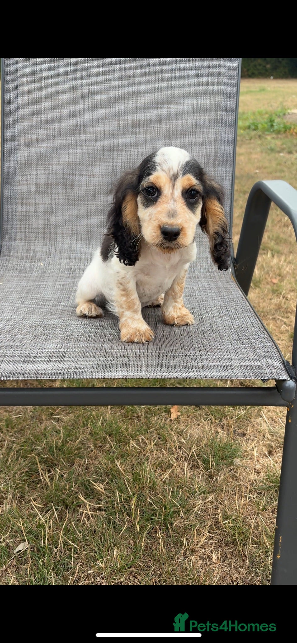 Cocker Spaniel dogs *only 1 puppy available’Cocker Spaniel Puppies🐾🐶 - Advert 2