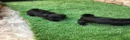 Havanese dogs for sale: Stunning Havanese puppies  in Bournemouth - Advert 10