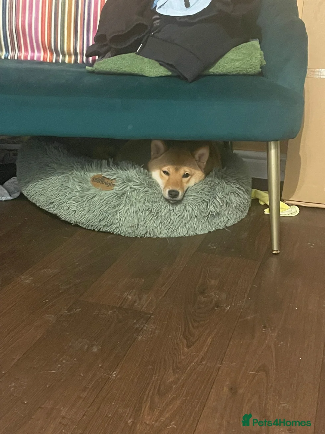 Japanese Shiba Inu dogs for sale: KC Reg Japanese Shiba Inu Male - Advert 5