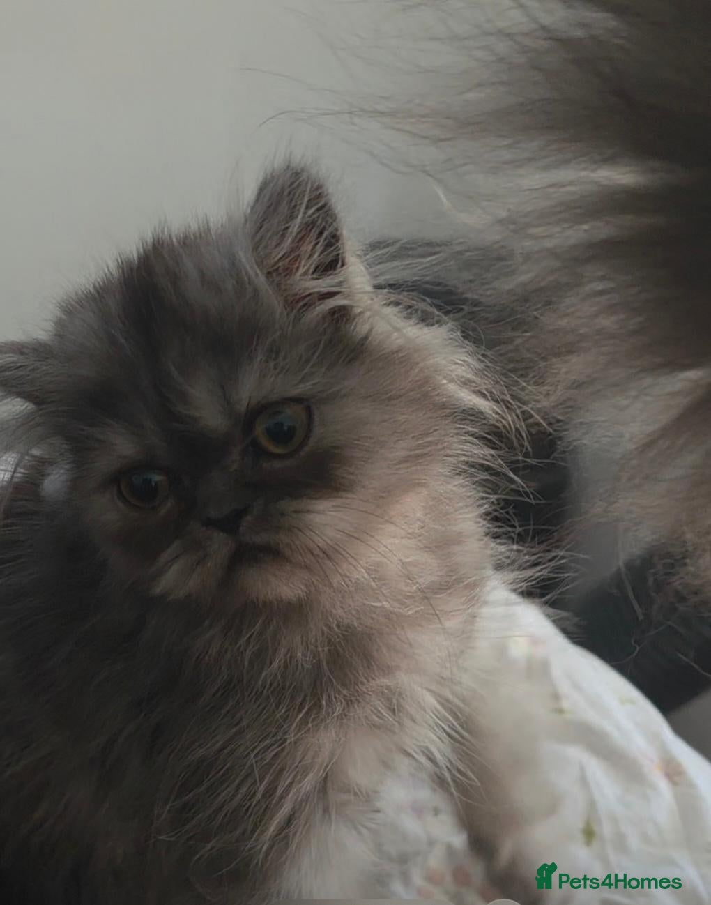 Persian cats Last Persian girl remaining. Ready to go - Advert 15