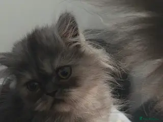 Persian cats Last Persian girl remaining. Ready to go - Advert 15