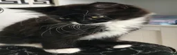 Mixed Breed cats for sale: 1 beautiful female kitten for sale - Advert 1