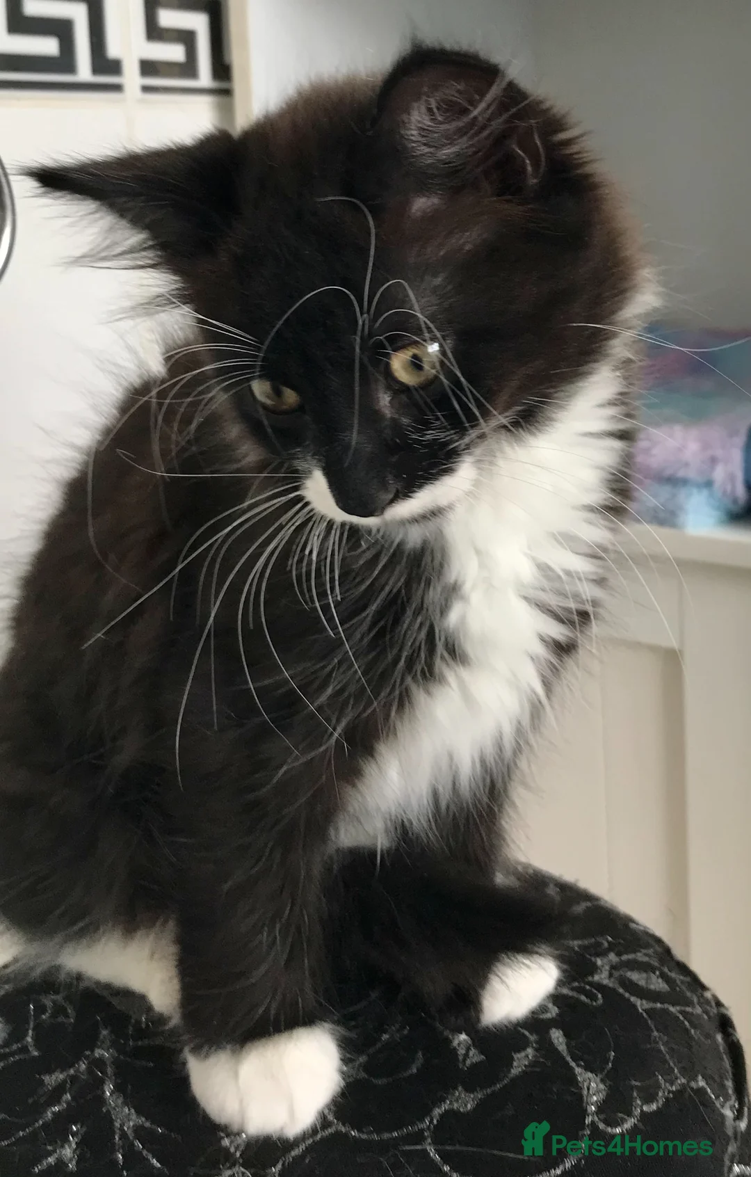 Mixed Breed cats for sale: 1 beautiful female kitten for sale - Advert 1