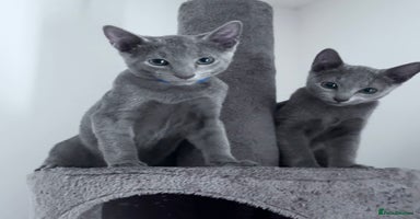 Russian Blue cats - Advert 9