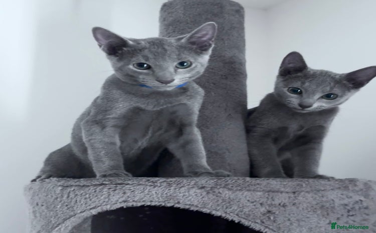 Russian Blue cats - Advert 2