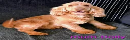 Cocker Spaniel dogs for sale: Last Show Cocker Girl Ready Now  - Advert 2