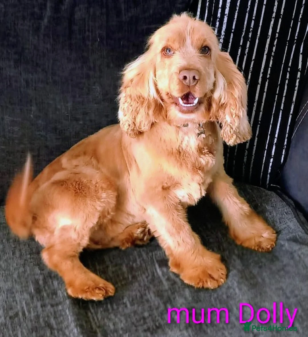 Cocker Spaniel dogs for sale: Last Show Cocker Girl Ready Now  - Advert 2