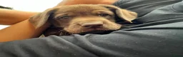Labrador Retriever dogs for sale: Choc dual purpose Lab pups, KC Reg Health Tested  - Advert 14