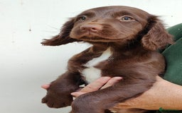 Sprocker dogs for sale: Lovely sprocker girl  - Image 5