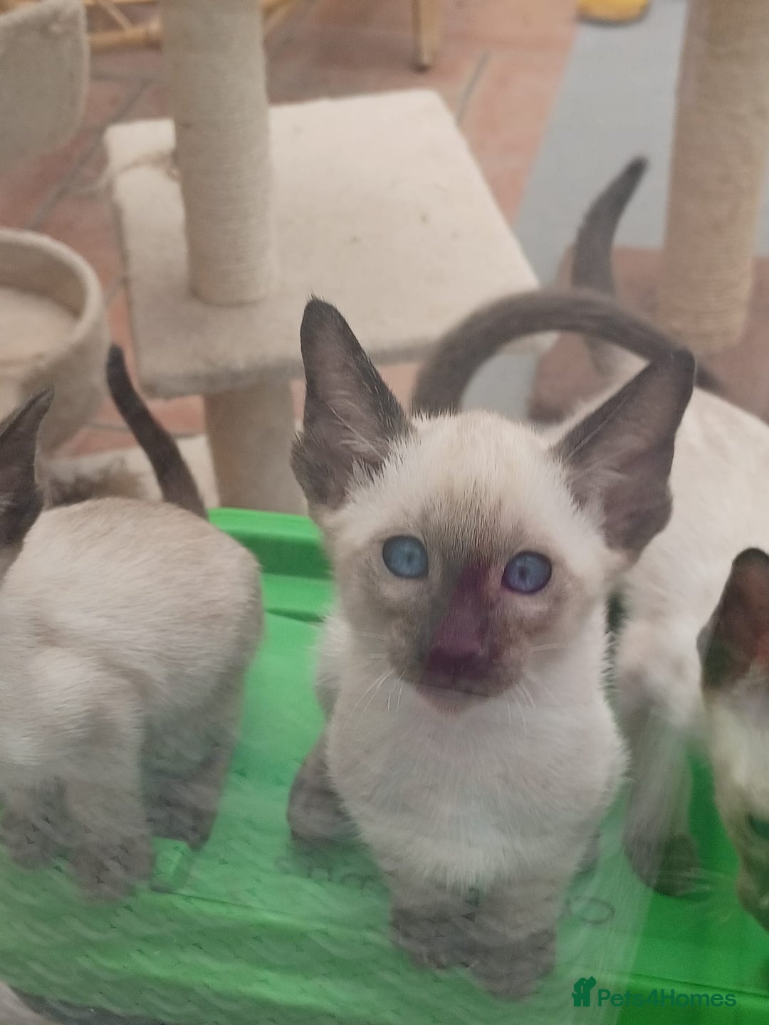 Siamese cats for sale: 5 Classic Seal Points looking for forever homes - Image 7