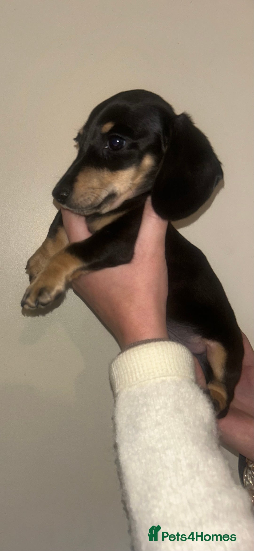 Miniature Dachshund dogs for sale: Miniature dachshund - Advert 5
