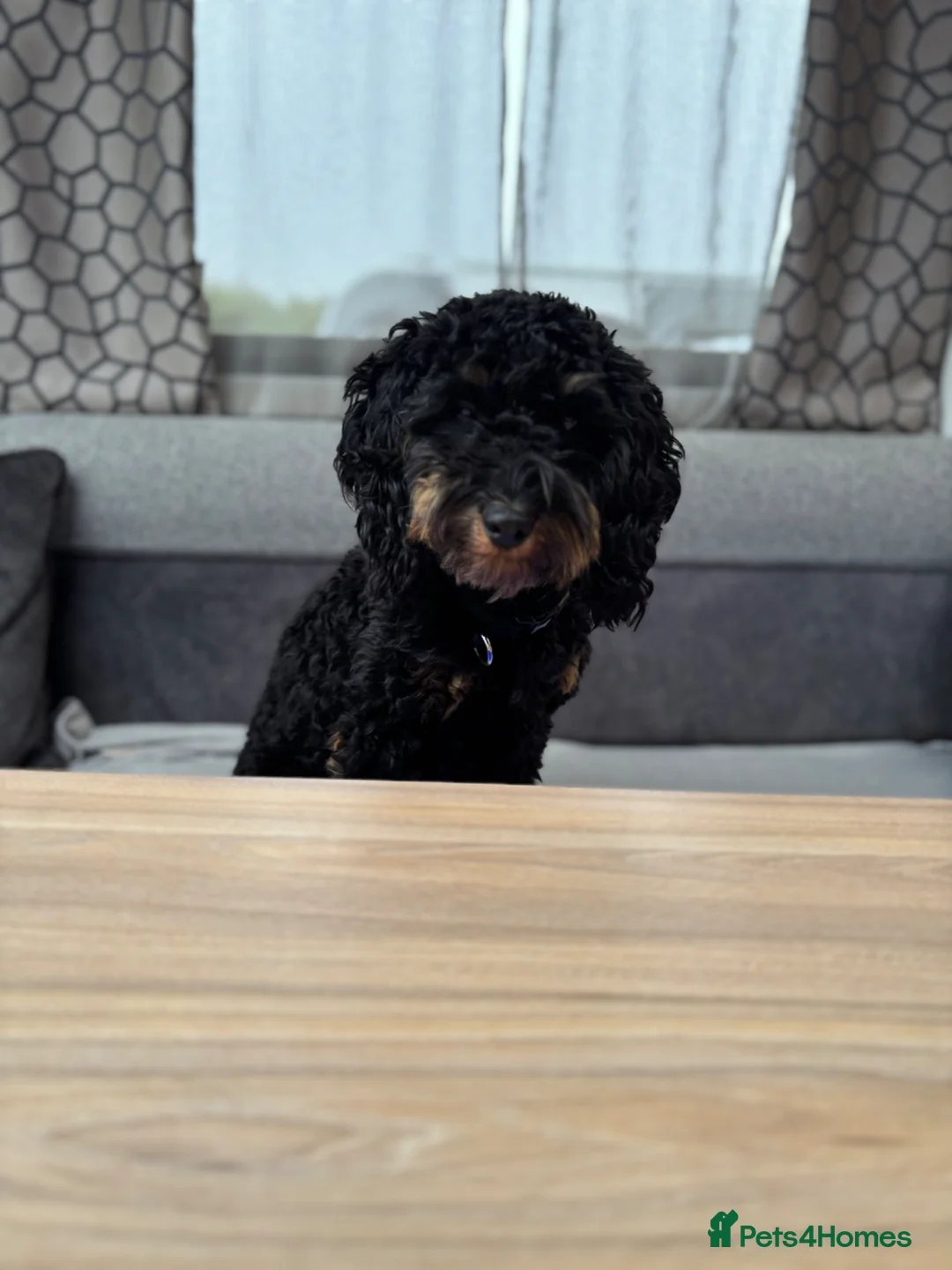 Cockapoo dogs for sale: 2 year old cockapoo - Advert 1