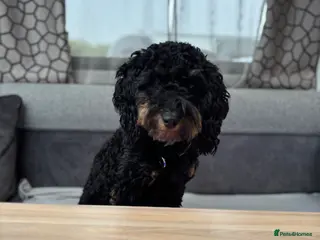 Cockapoo dogs 2 year old cockapoo - Advert 6