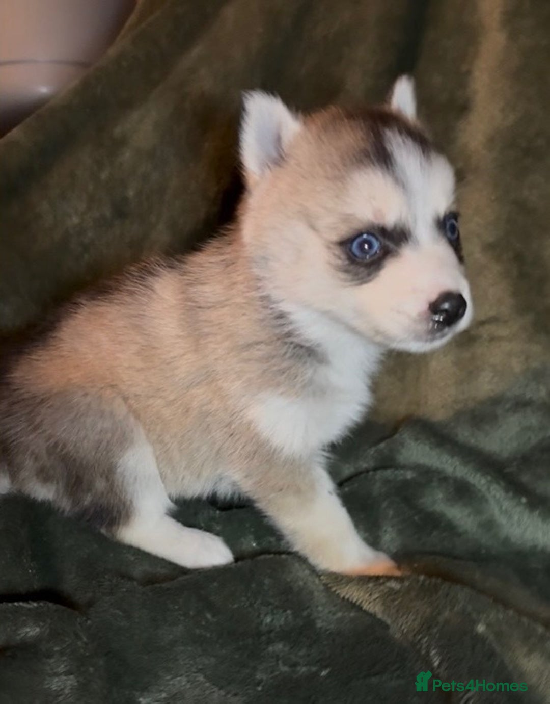 Pomsky dogs for sale: F3 pomsky puppies (Mini husky) - Advert 2