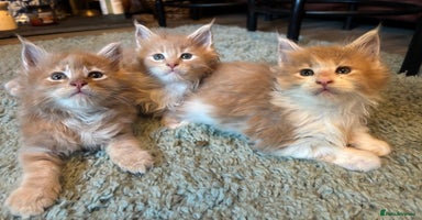 Maine Coon cats - Advert 15