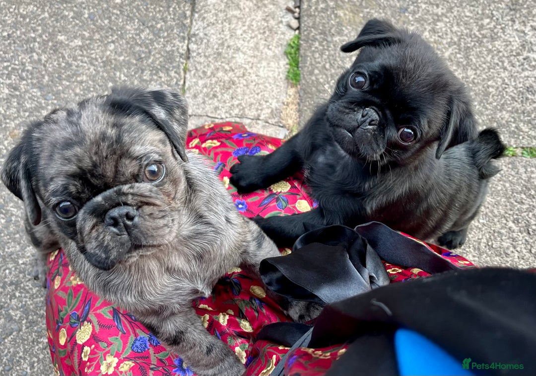 Pug dogs for sale: Last Merle boy, price reduced again! - Image 10