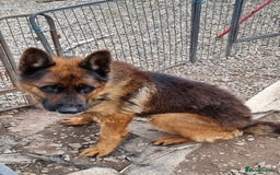 German Shepherd dogs for sale: Tyson - KC German shepherd  - Image 2