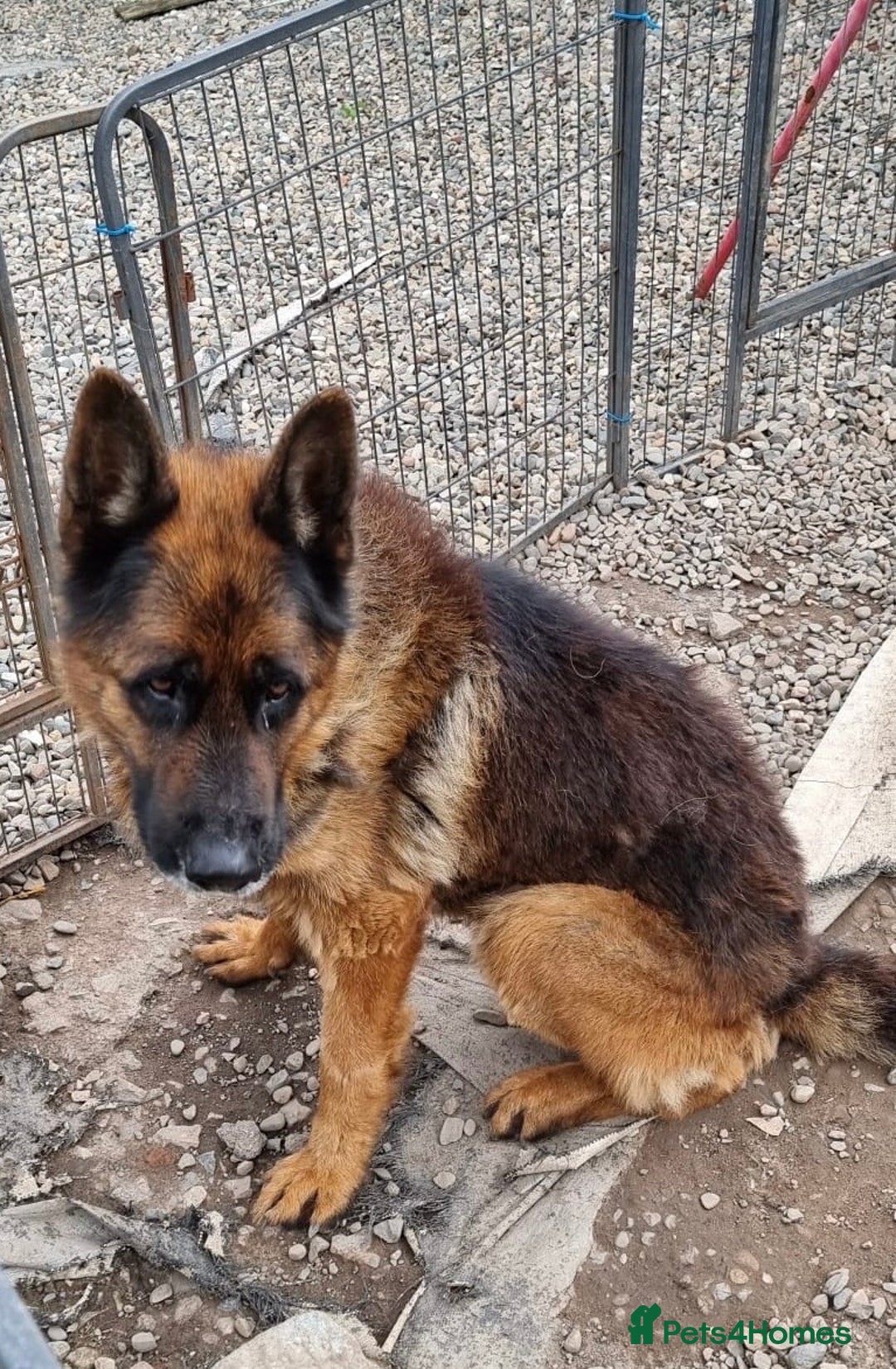 German Shepherd dogs for sale: Tyson - KC German shepherd  - Image 2