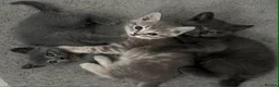 British Shorthair cats for sale: BSH kittens from champion bloodline 🏆😺 - Advert 6