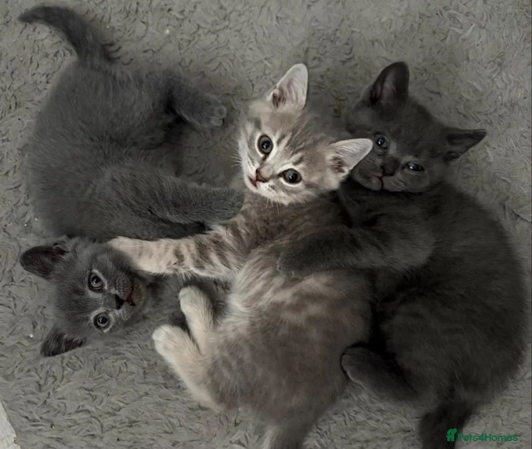 British Shorthair cats for sale: BSH kittens from champion bloodline 🏆😺 - Advert 6
